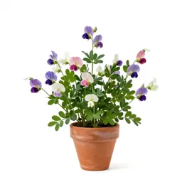 Broad-leaved everlasting pea