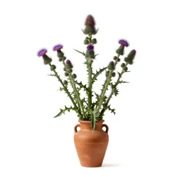 Brook thistle