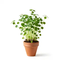 Brookweed