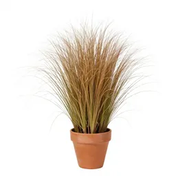 Broom beard grass