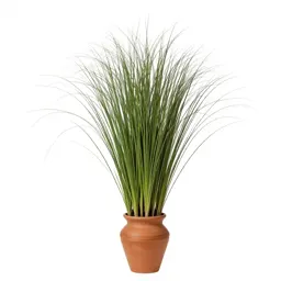 Broom grass
