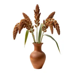 Broomcorn millet