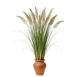 Broomcorn