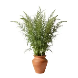 Broomweed