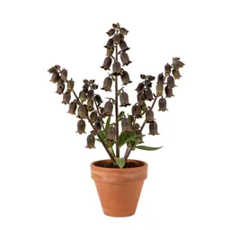 Brown bells