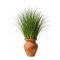 Buffalo grass