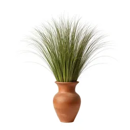 Buffel grass
