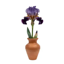 Bulbous iris