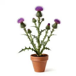 Bull thistle