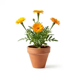 Bur marigold