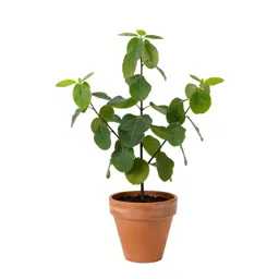 Burn plant