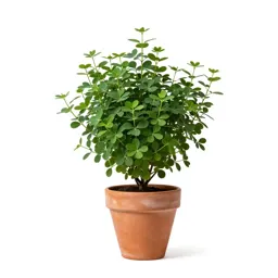 Bush clover