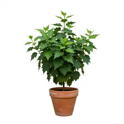 Bush hibiscus