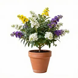 Butterfly bush