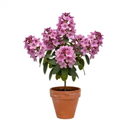 Butterfly flower
