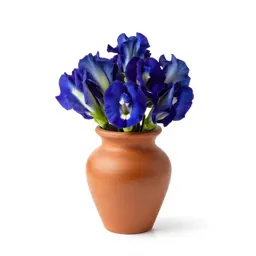 Butterfly pea