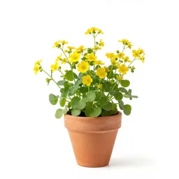 Butterweed