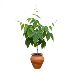 Calabar-bean vine
