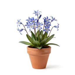 Campanula