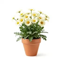 Camphor daisy
