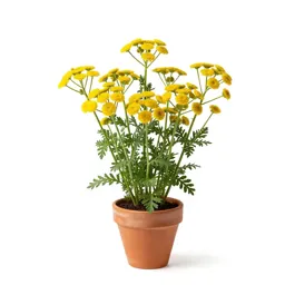 Camphor dune tansy