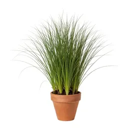 Canary grass