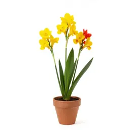 Canna lily