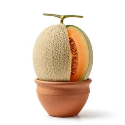 Cantaloupe