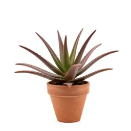 Cape aloe