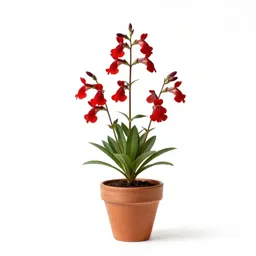 Cardinal flower