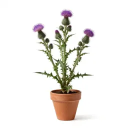 Carline thistle