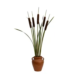 Cattail