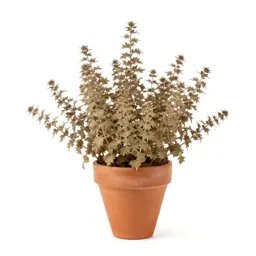 Chaffweed