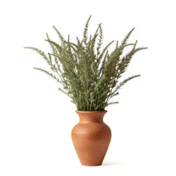 Chamois cress
