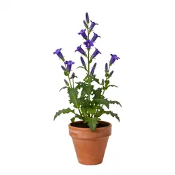 Chimney plant