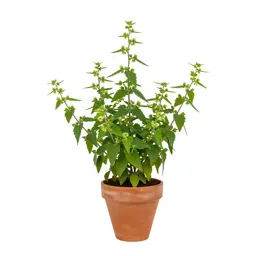 Climbing hempweed