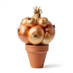 Climbing onion