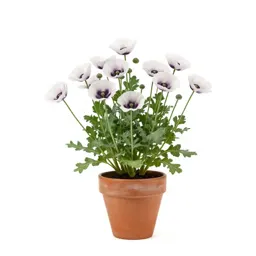 Clustered poppy mallow