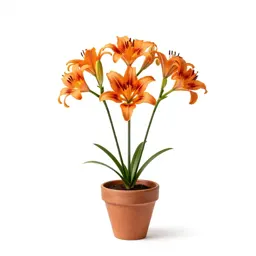 Coast lily