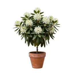 Coast rhododendron