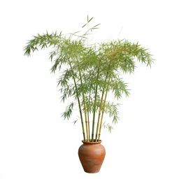 Common bamboo