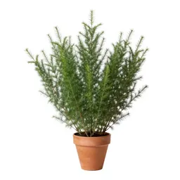 Common broom