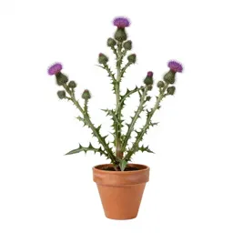Common carline thistle