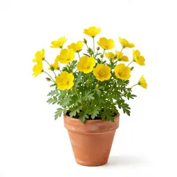 Common evening primrose