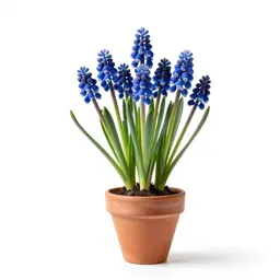 Common grape hyacinth
