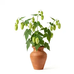 Common hop