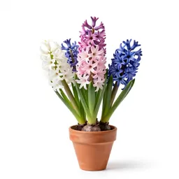 Common hyacinth