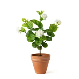 Common jasmine