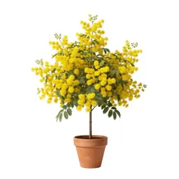 Common laburnum