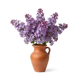 Common lilac